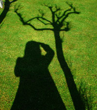 Foto eines Baum-Schattens